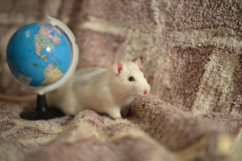 Ratfree areas in the world Ecobloc